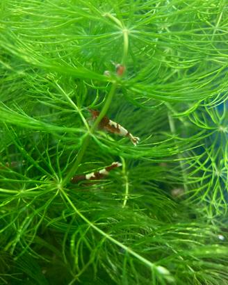 Caridine Cantonensis Crystal Red e Red Wine