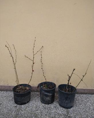 cotogno giapponese 