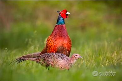 Coppia di fagiano comune