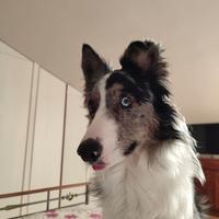 Border collie blu merle per monta
