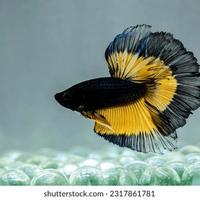 Betta Splendens