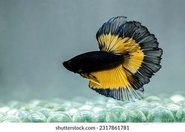 Betta Splendens