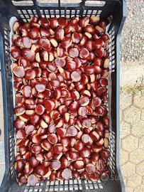 Castagne