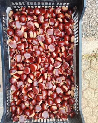 Castagne