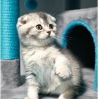 Gattina scottish fold