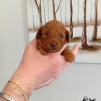 Barboncino Red Toy alta genealogia