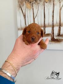 Barboncino Red Toy alta genealogia