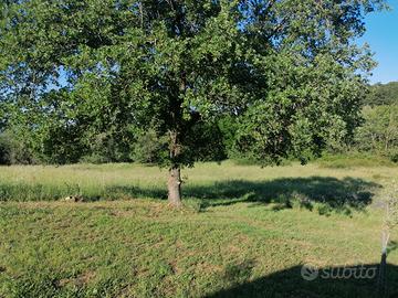 Terreno agricolo