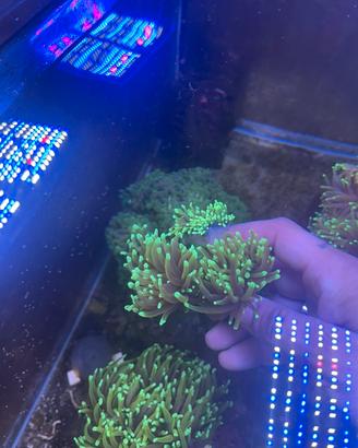 Acquario marino