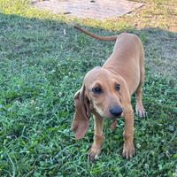 Cuccioli segugio italiano