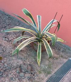 Pianta grassa Agave in vaso