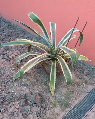 Pianta grassa Agave in vaso