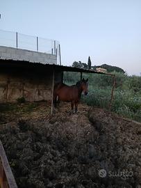 Cavalli minitrotter