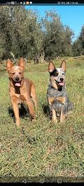 Cuccioli di Australian cattledog