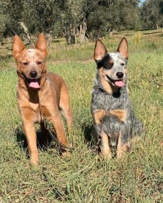Cuccioli di Australian cattledog