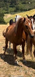 Cavallo