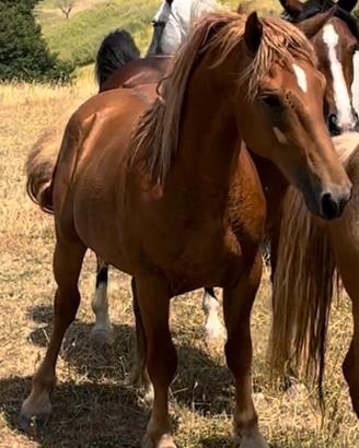 Cavallo