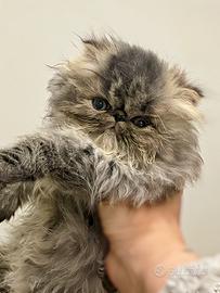 Gattino Persiano