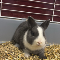 Coniglietti nani e Testa di Ariete