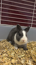 Coniglietti nani e Testa di Ariete