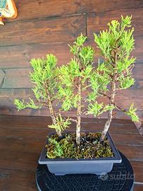 Bonsai boschetto di Cipress Lemon "Goldcrest"