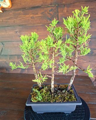 Bonsai boschetto di Cipress Lemon "Goldcrest"