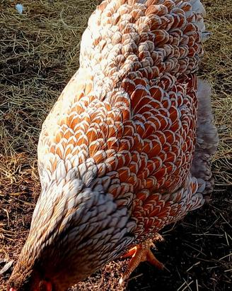 Wyandotte galline con gallo cad