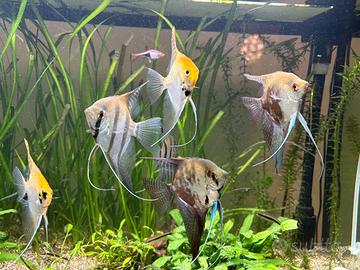Pesci Scalari per Acquario