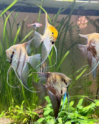 Pesci Scalari per Acquario