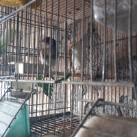 Mayior maschio anellato