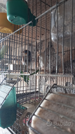 Mayior maschio anellato