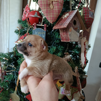 Chiwahua toy messicano