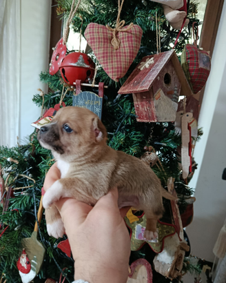 Chiwahua toy messicano