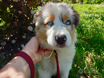 Cuccioli di pastore australiano con pedigree