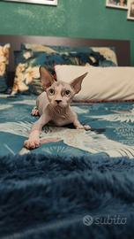 cucciolo sphynx 