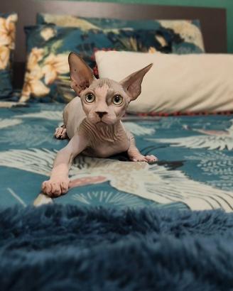 cucciolo sphynx 