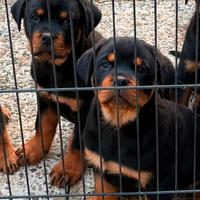 Rottweiler cucciolo maschio