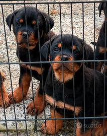 Rottweiler cucciolo maschio