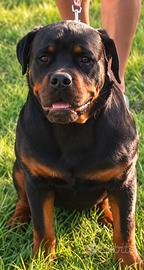 Disponibili cucciola femmina di Rottweiler 4 mesi