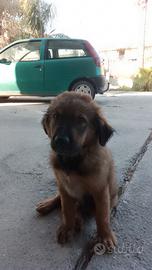 Cuccioli di cane