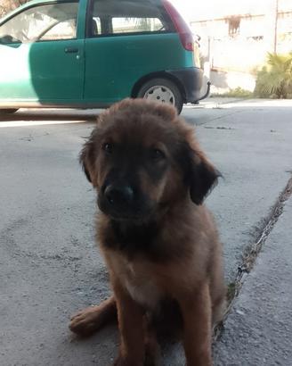 Cuccioli di cane