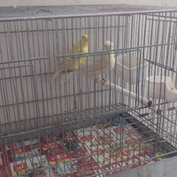 Coppia canarini satinè occhi rossi