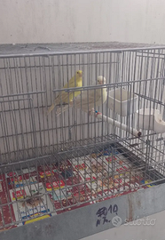 Coppia canarini satinè occhi rossi