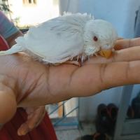 Cocorita (Albino)