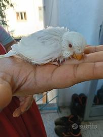 Cocorita (Albino)