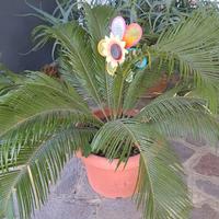 3 VASI Cycas Cicas Revoluta in vaso 40 cm