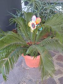 3 VASI Cycas Cicas Revoluta in vaso 40 cm