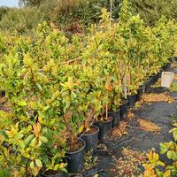 piante di viburno lucido