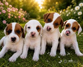 Cuccioli Jack russell