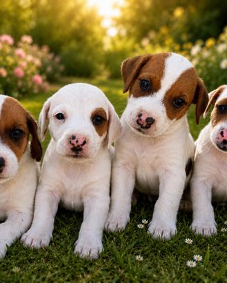 Cuccioli Jack russell